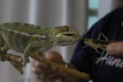 chamäleon frisst (Kopie).jpg